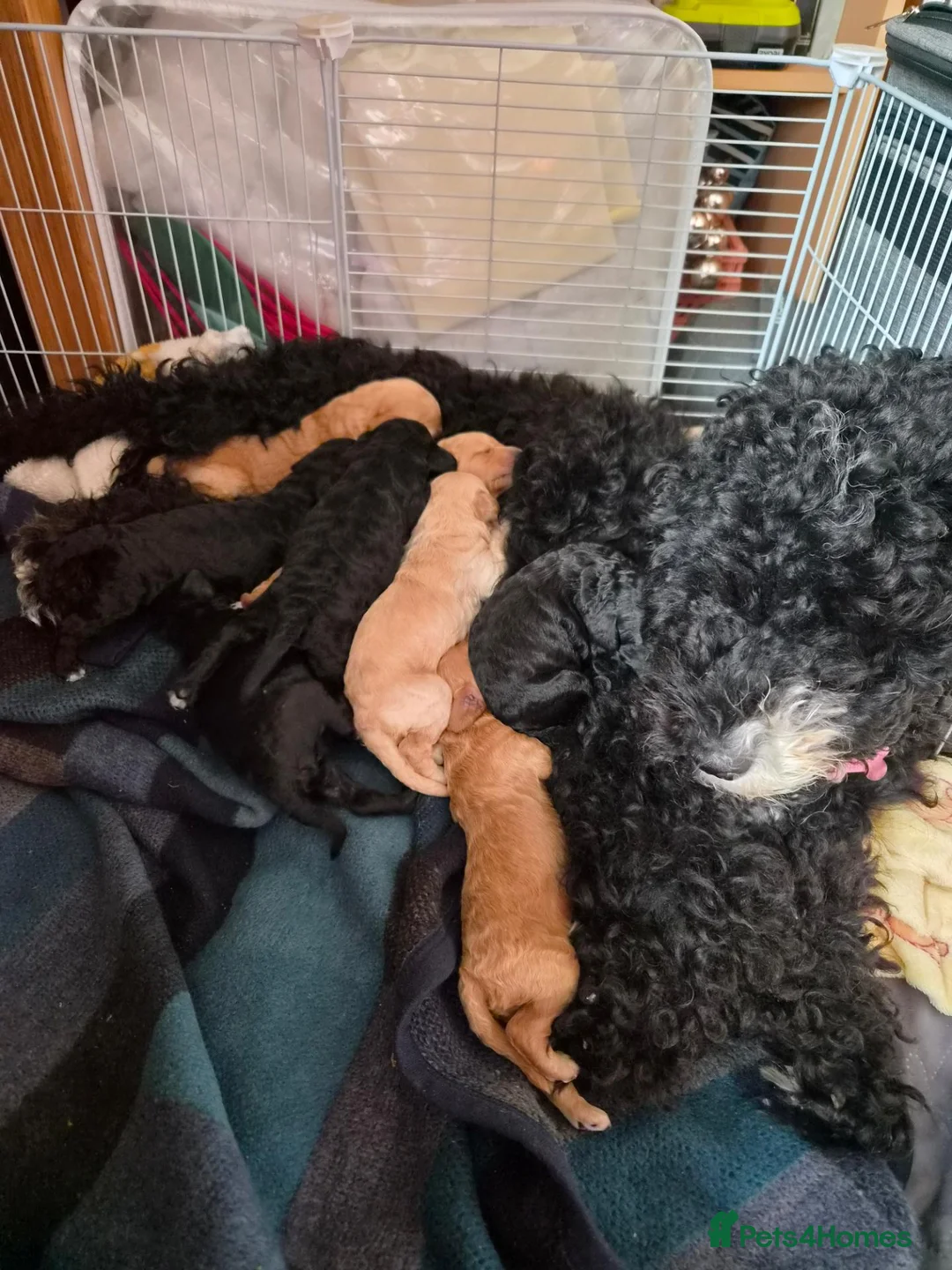 Cockapoo dogs for sale: Cockerpoo puppies  in Grantham - Advert 36