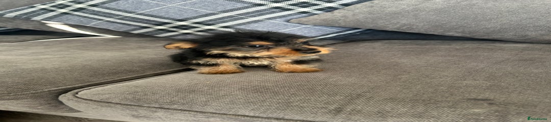 Mixed Breed Puppy 1