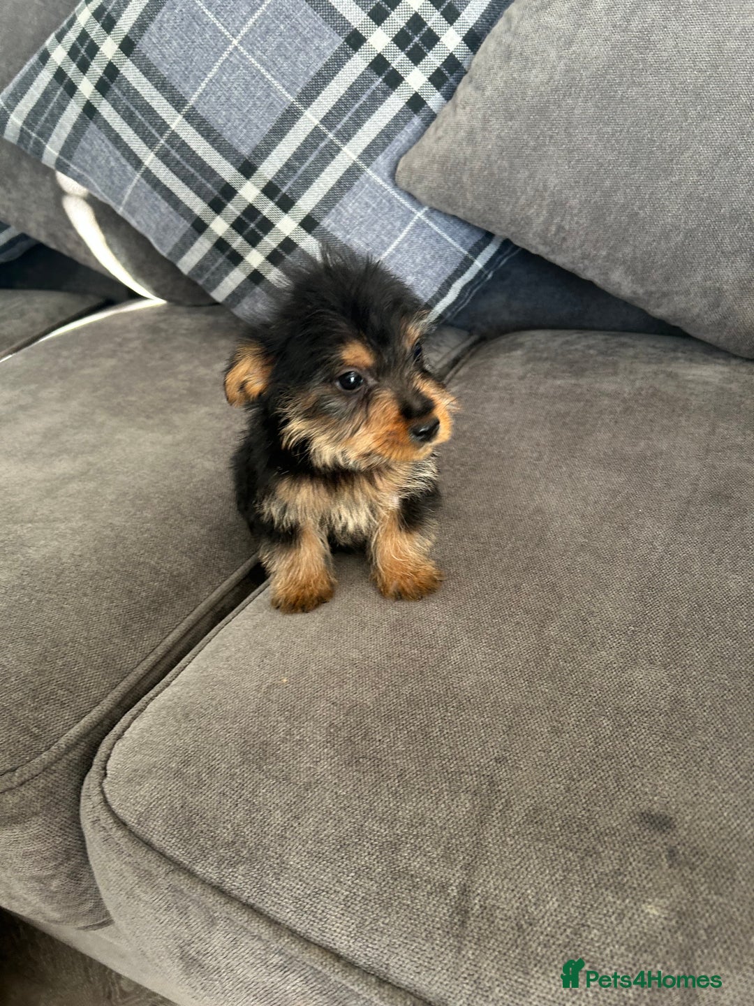 Mixed Breed dogs for sale: Yorkshire Terrier x jack Russel  - Image 3