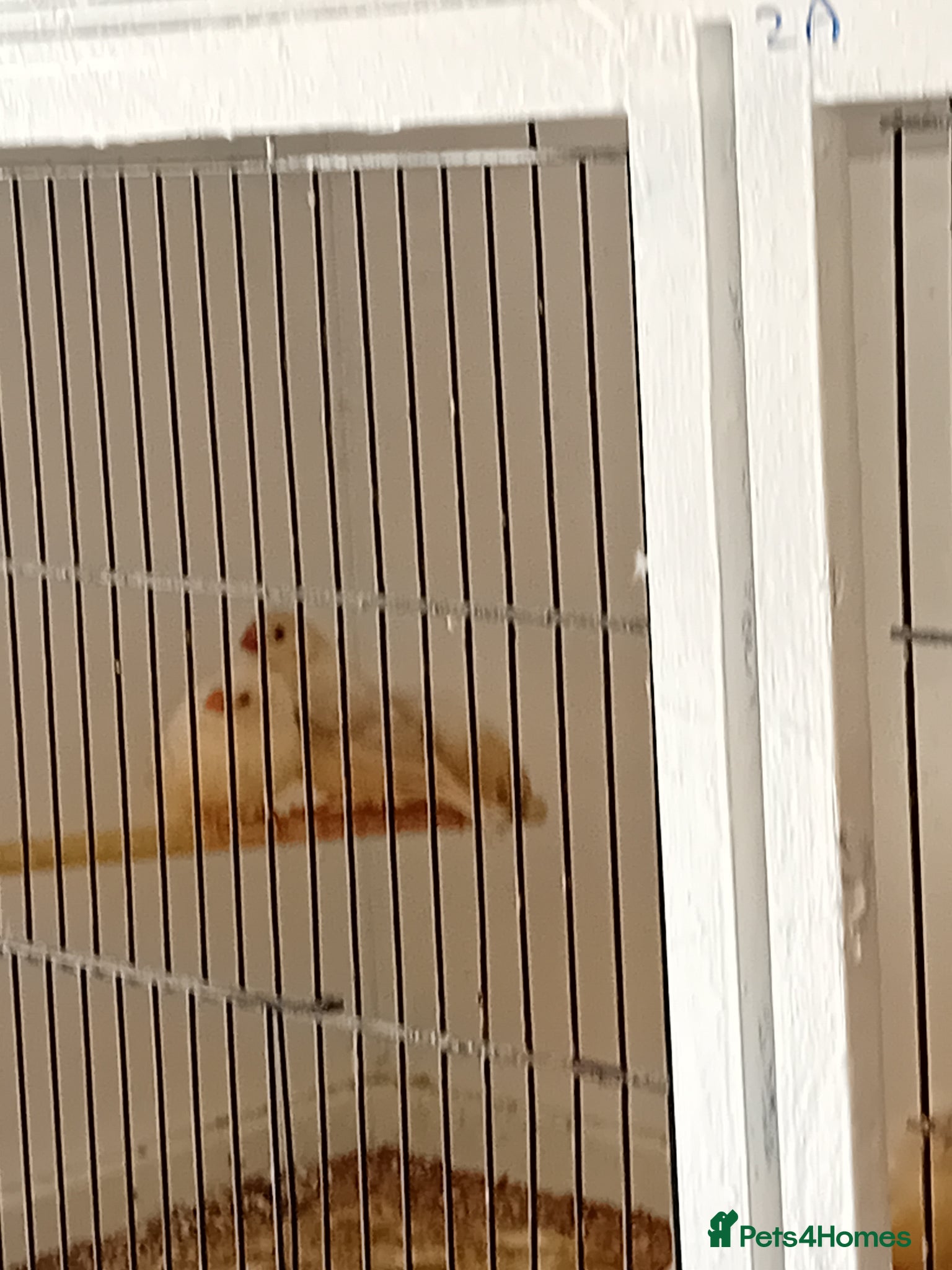 Budgerigars birds Zebra finches  - Advert 7