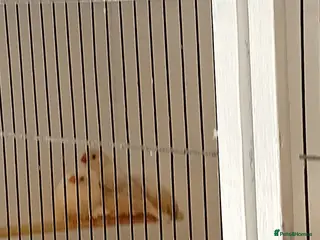 Budgerigars birds Zebra finches - Advert 7