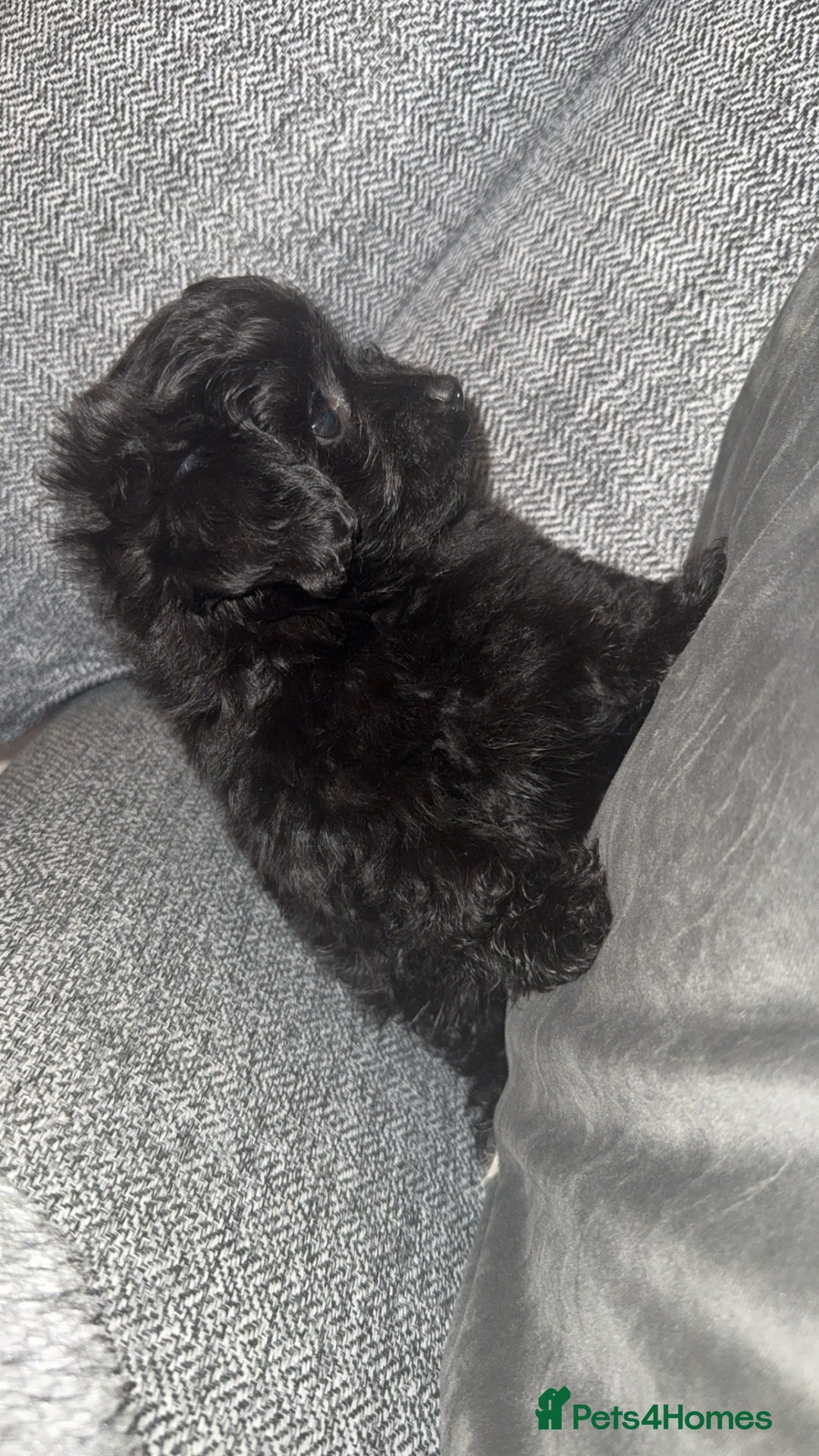 Pomapoo dogs for sale: Princess Pomapoo 🩷 - Advert 4