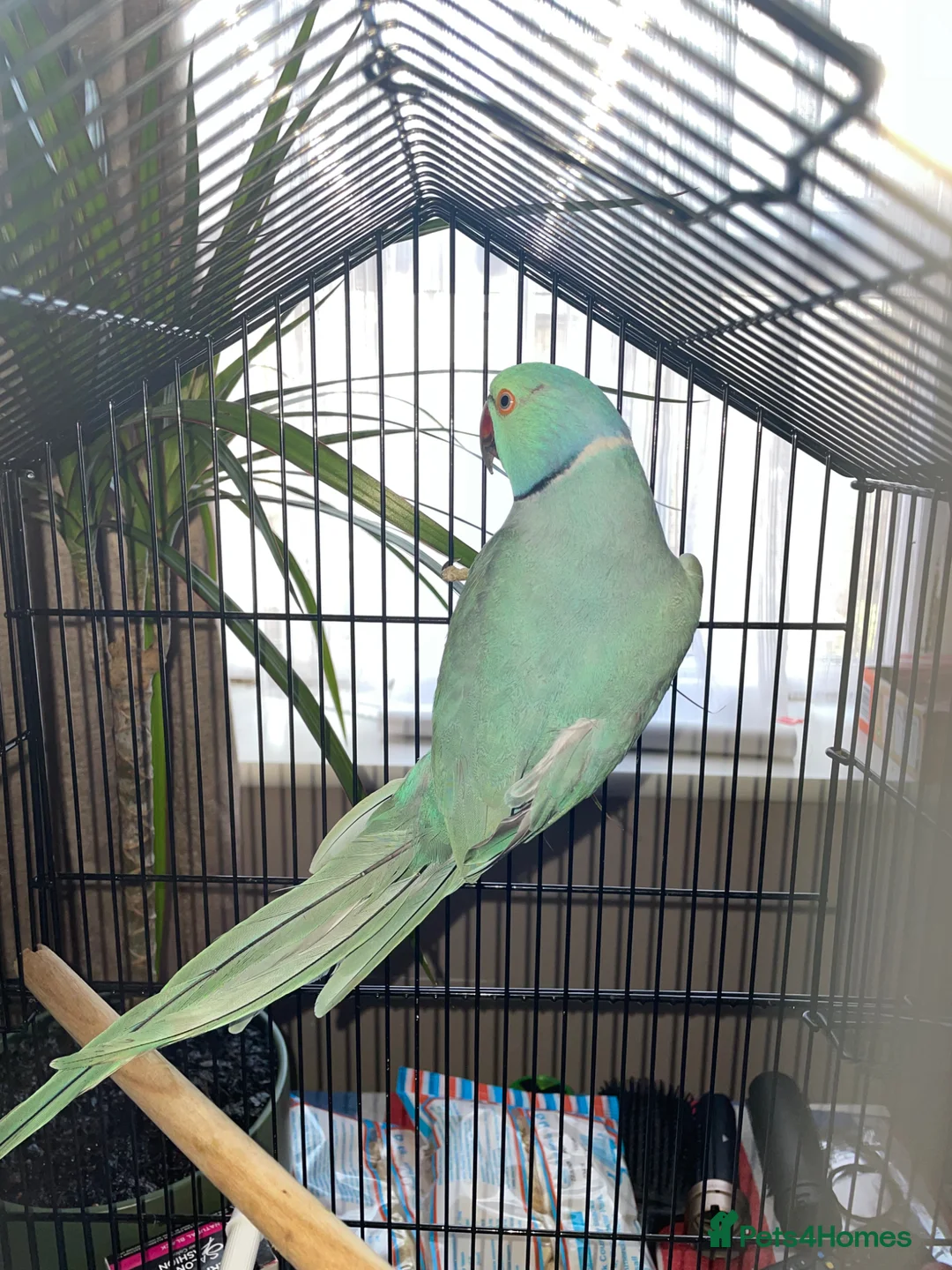 Parakeets birds for sale: Indian ring neck male - Advert 2