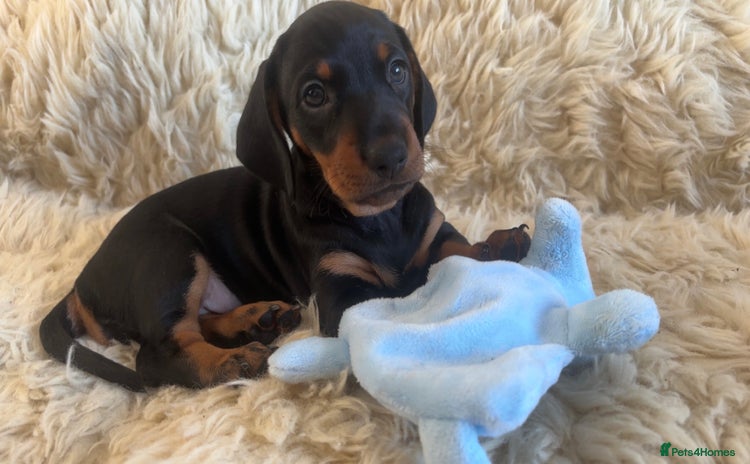 Dachshund dogs - Advert 5