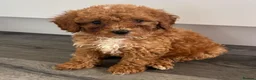 Cockapoo dogs for sale: Beautiful fox red cockapoo f1b  puppies  - Advert 5