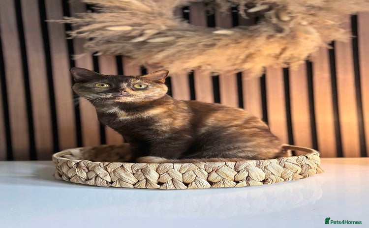 British Shorthair cats - Advert 15