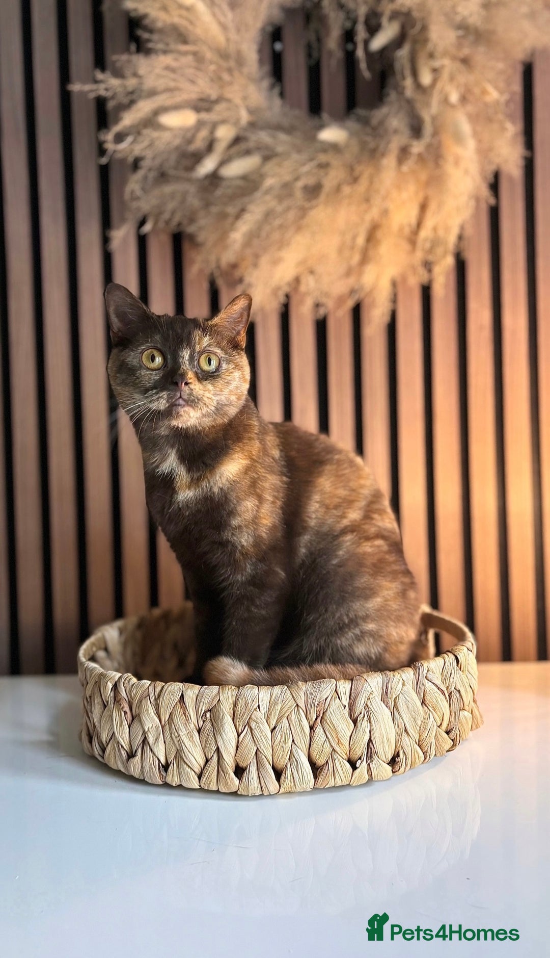 British Shorthair cats for sale: Chocolate tortie British shorthair female  - Image 1