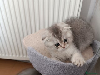 British Shorthair cats Chunky kittens for sale - Advert 12