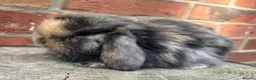 Mini Lop rabbits for sale: Pedigreed pure bred mini lops  - Advert 17