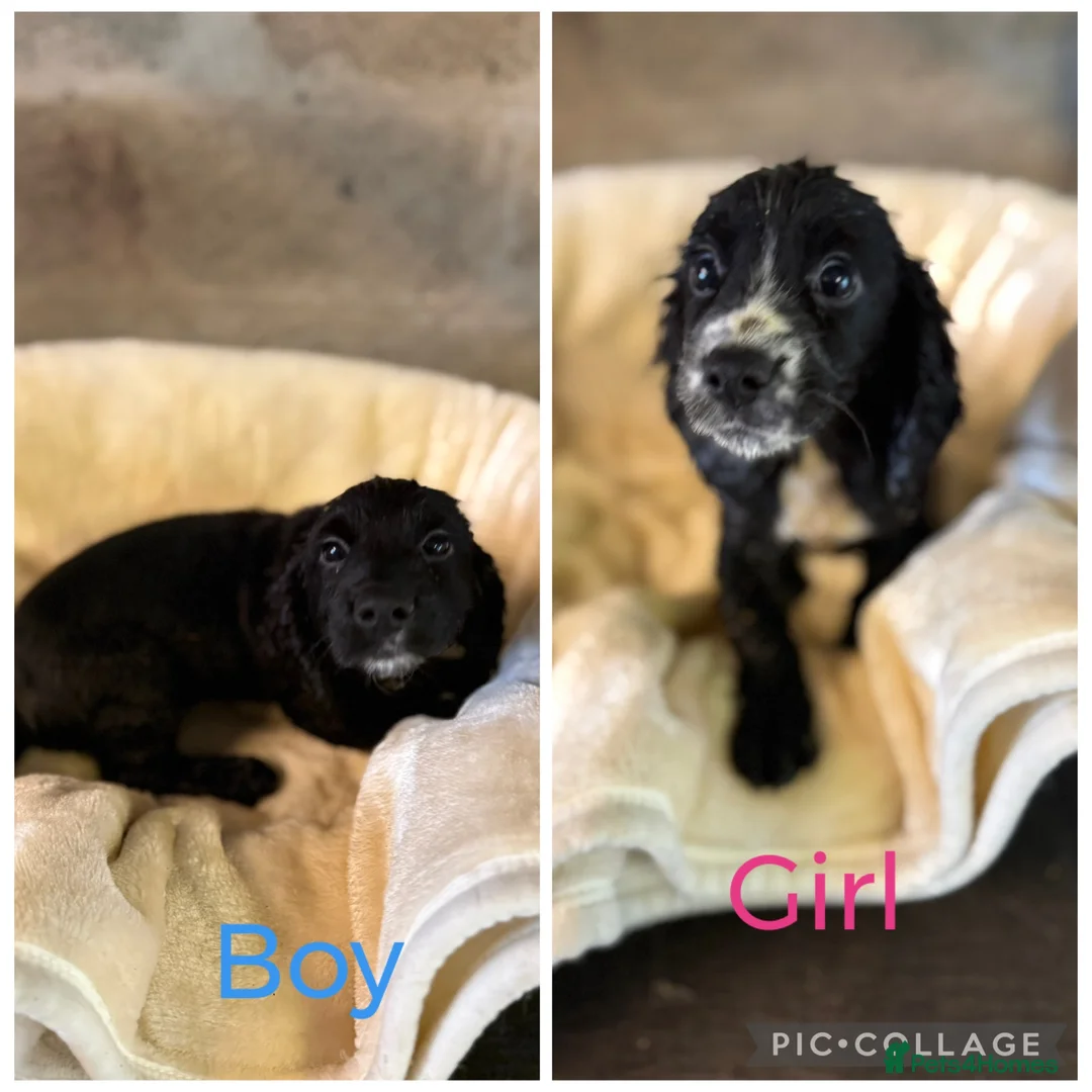 Cocker Spaniel dogs for sale: Cocker Spaniel Pups in Grantown-on-Spey - Advert 2