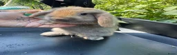 Harlequin rabbits for sale: Gorgeous harlequin mini lops - Advert 7