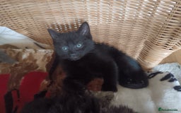 Mixed Breed cats for sale: 3 x gorgeous kittens available  - Image 4