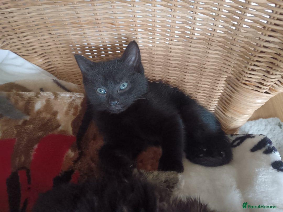 Mixed Breed cats for sale: 3 x gorgeous kittens available  - Image 4