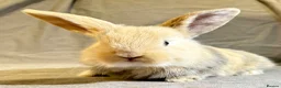 Mixed Breed rabbits for sale: 3 Mini Lop cross babies - Advert 6