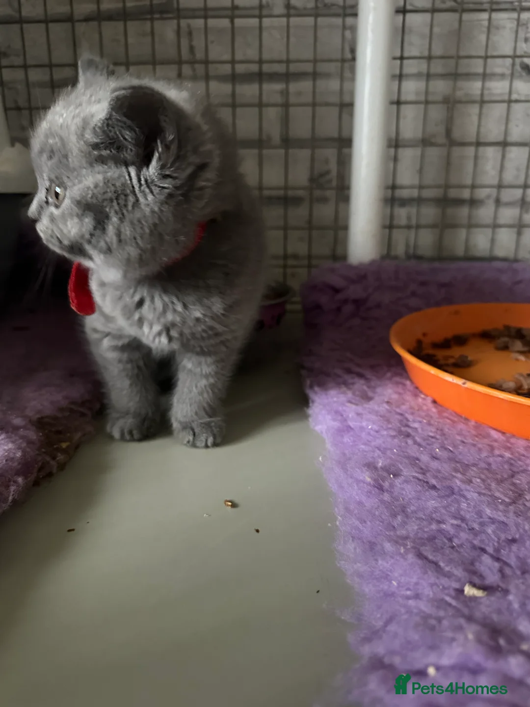 British Shorthair cats for sale: British shorthair blue kittens champion pedigree - Advert 2