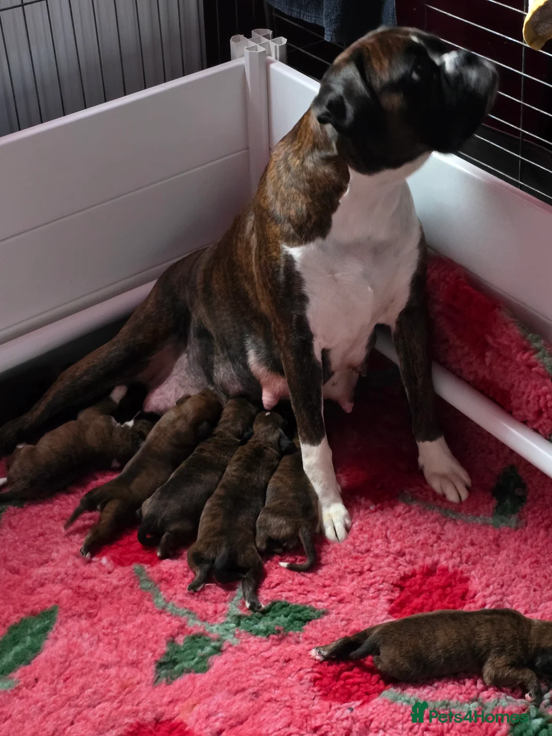 Boxer dogs for sale: 2 Stunning KC Brindle Boxer Bitches available.  - Advert 19