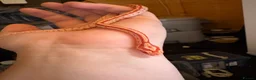 Mixed Breed reptiles for sale: Corn snakes for sale - Advert 5