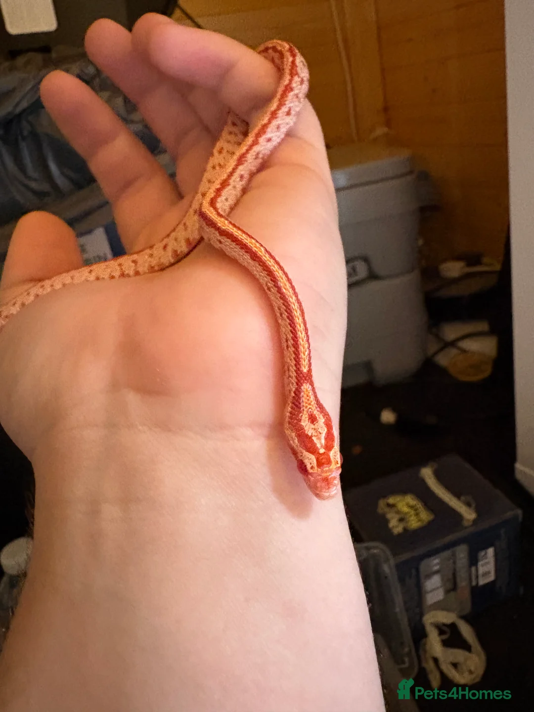 Mixed Breed reptiles for sale: Corn snakes for sale - Advert 5