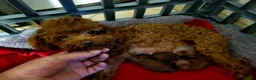 Toy Poodle dogs for stud: KC Toy Poodle Stud – Tiny Deep Red, Proven AKC  in Motherwell - Advert 15