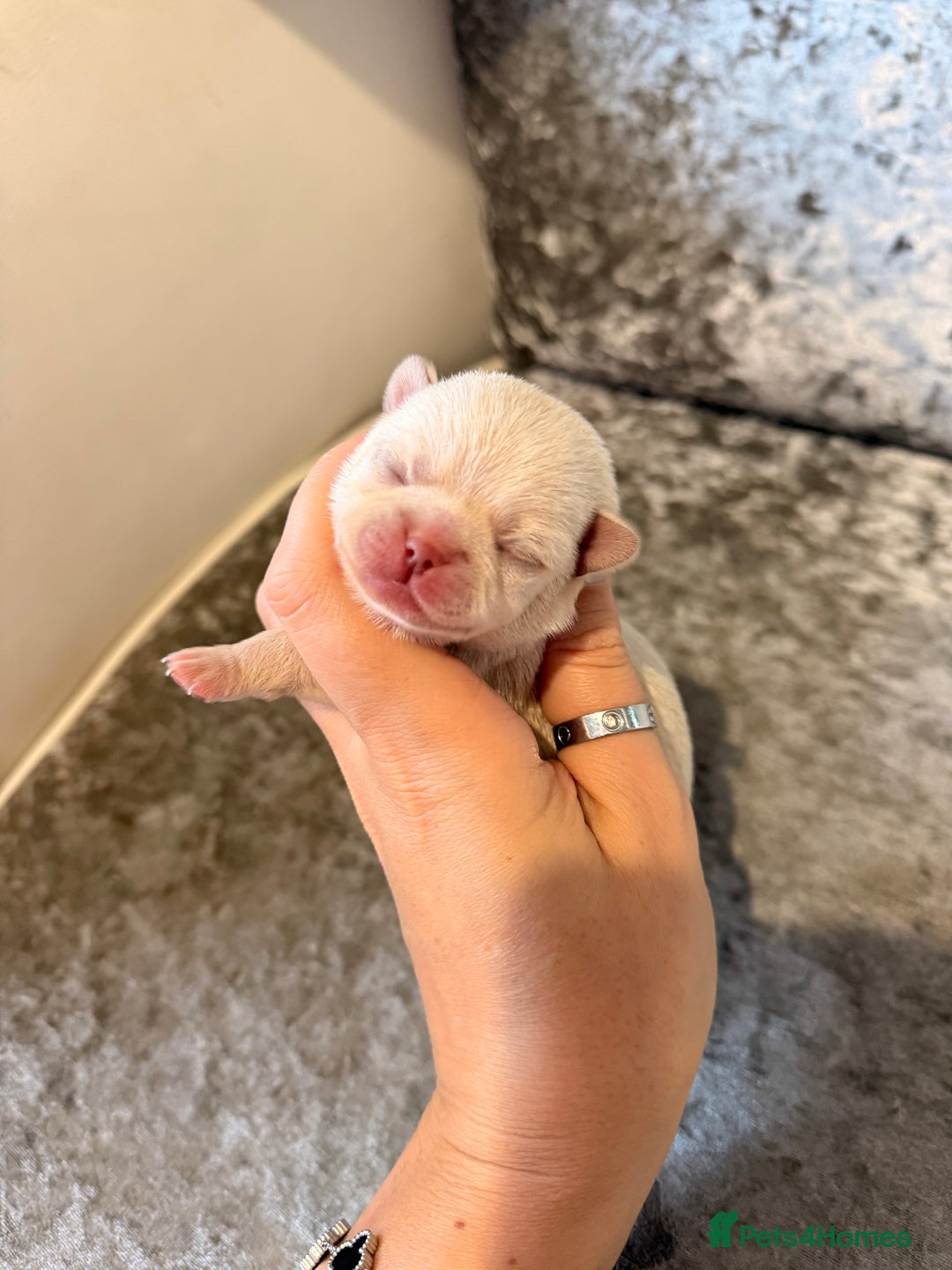 Chihuahua dogs for sale: 🩷Chihuahua puppies Thai genes🩷 - Image 16