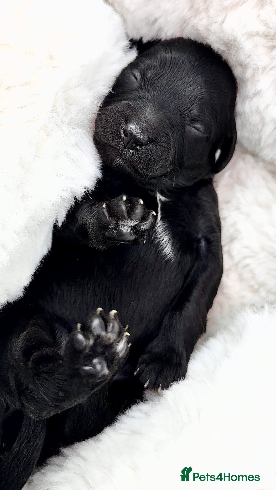 Cockapoo dogs for sale: Gorgeous F2 Cockapoo Puppies  - Advert 12