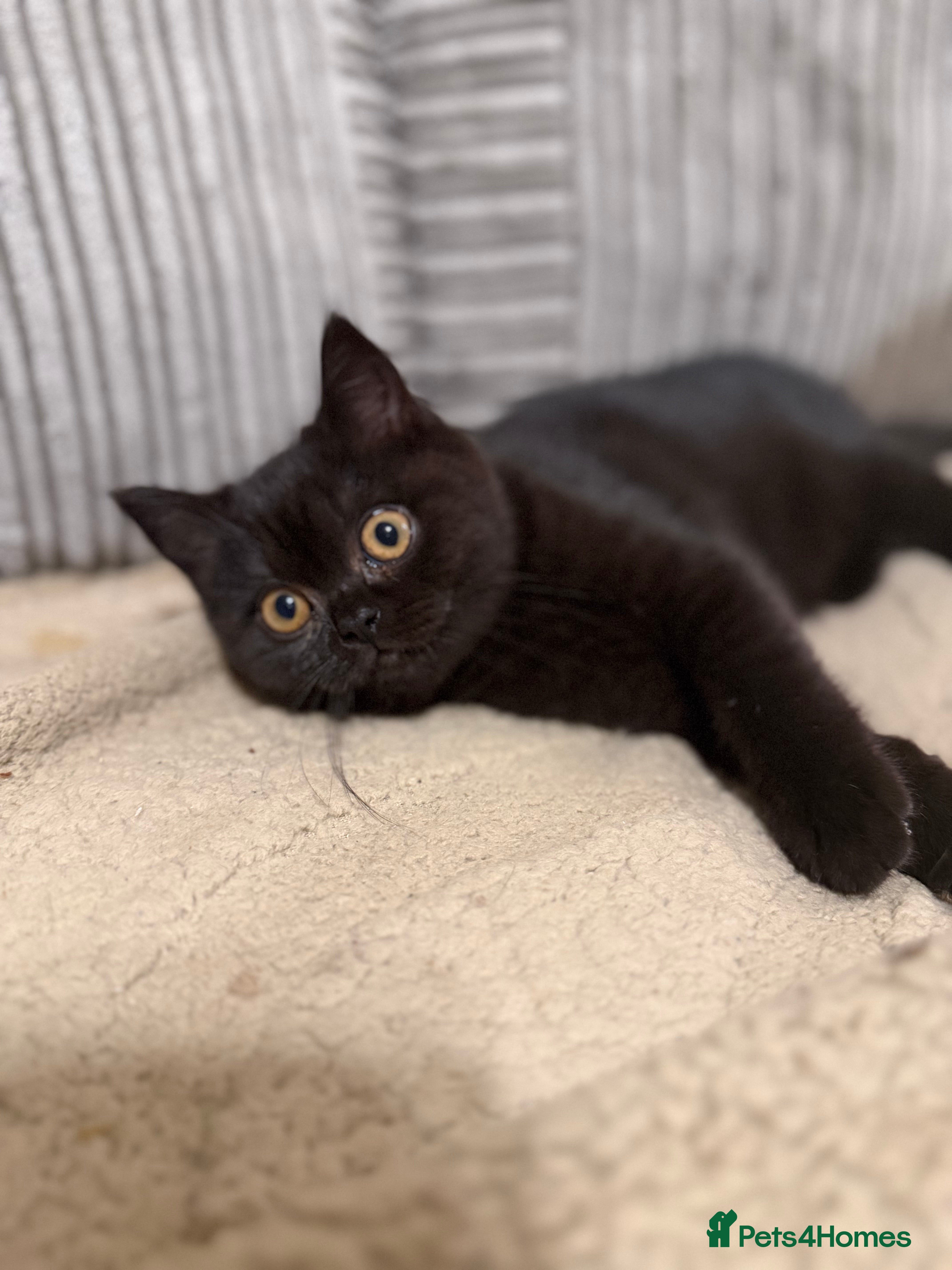 British Shorthair cats Ready to leave *** black female bsh *** - Advert 5