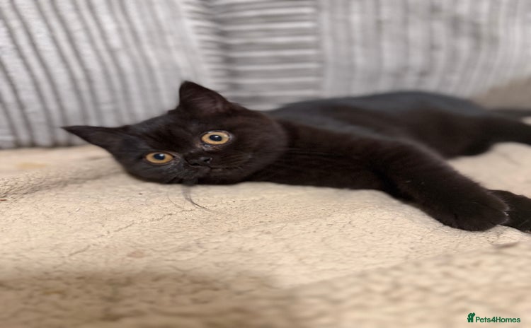 British Shorthair cats Beautiful British shorthair champion bloodlines - Advert 10