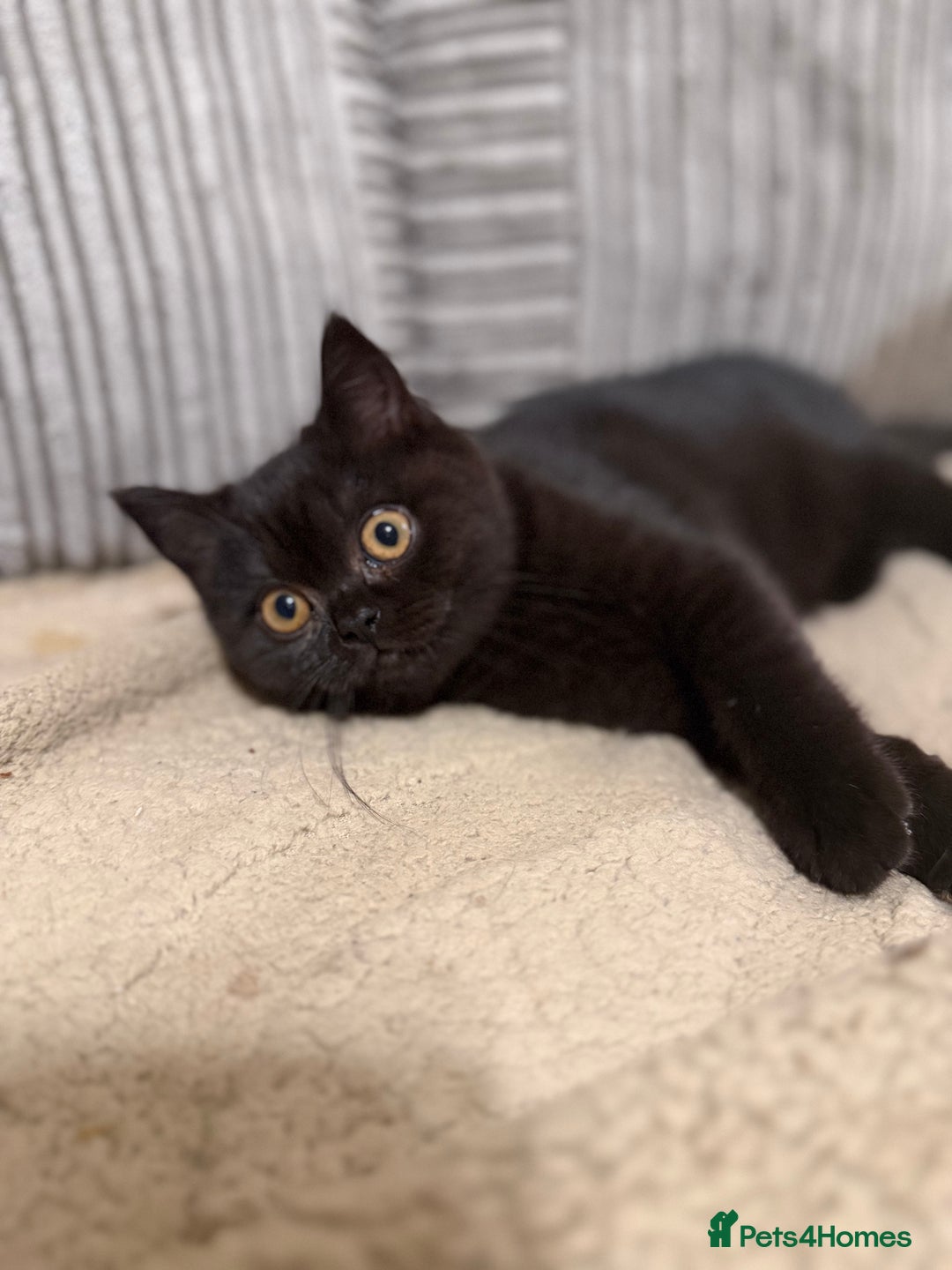British Shorthair cats for sale: Ready to leave *** black female bsh *** - Advert 2