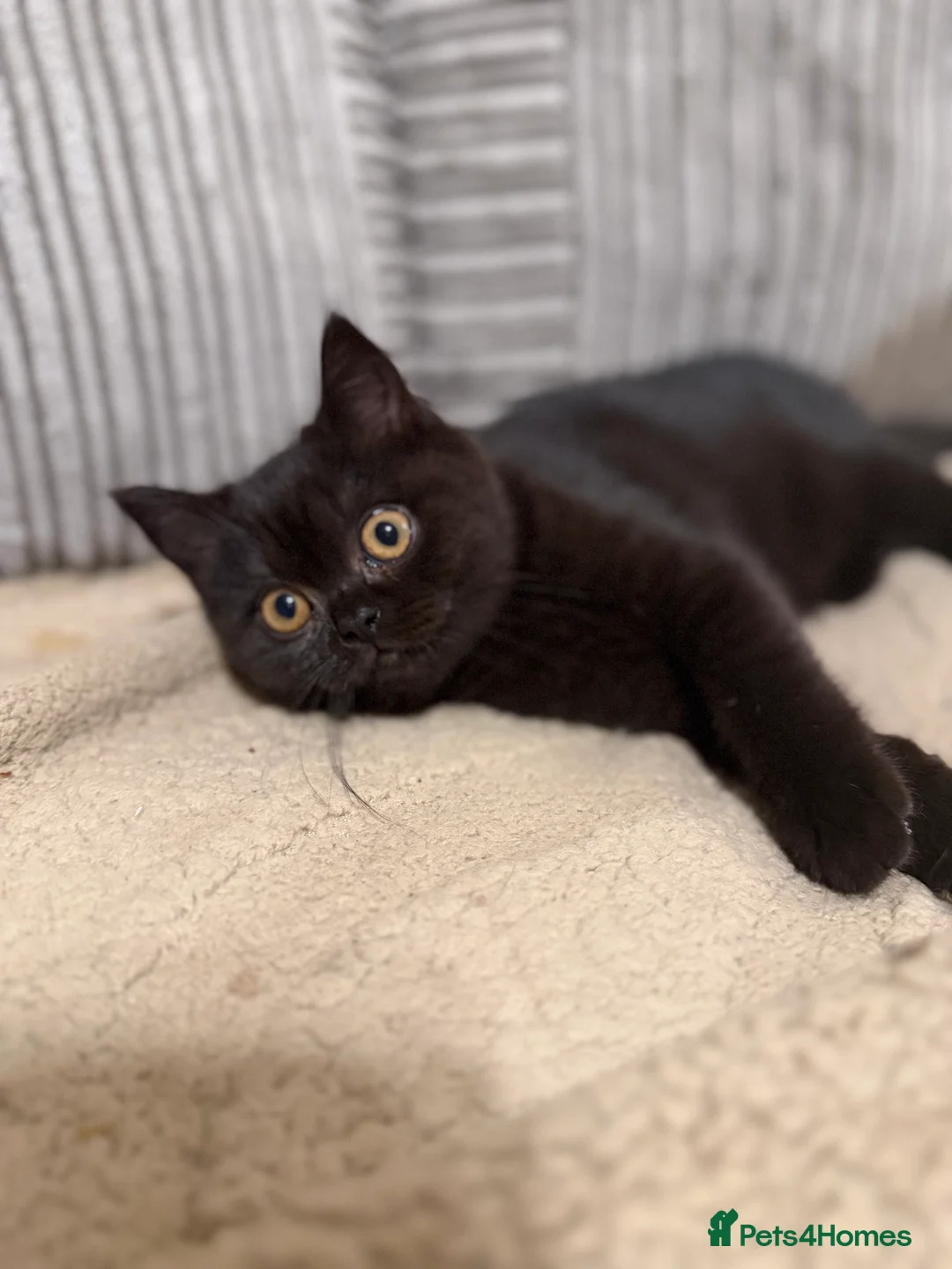 British Shorthair cats for sale: Ready to leave *** black female bsh *** - Advert 2