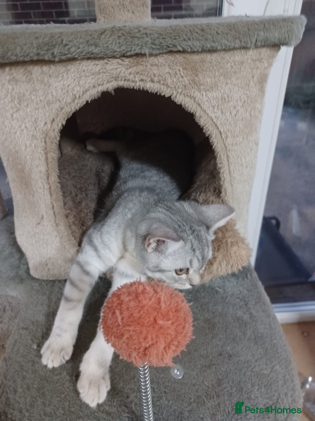 British Shorthair cats for sale: Beautiful silver spotted BSH for sad sale  - Image 18