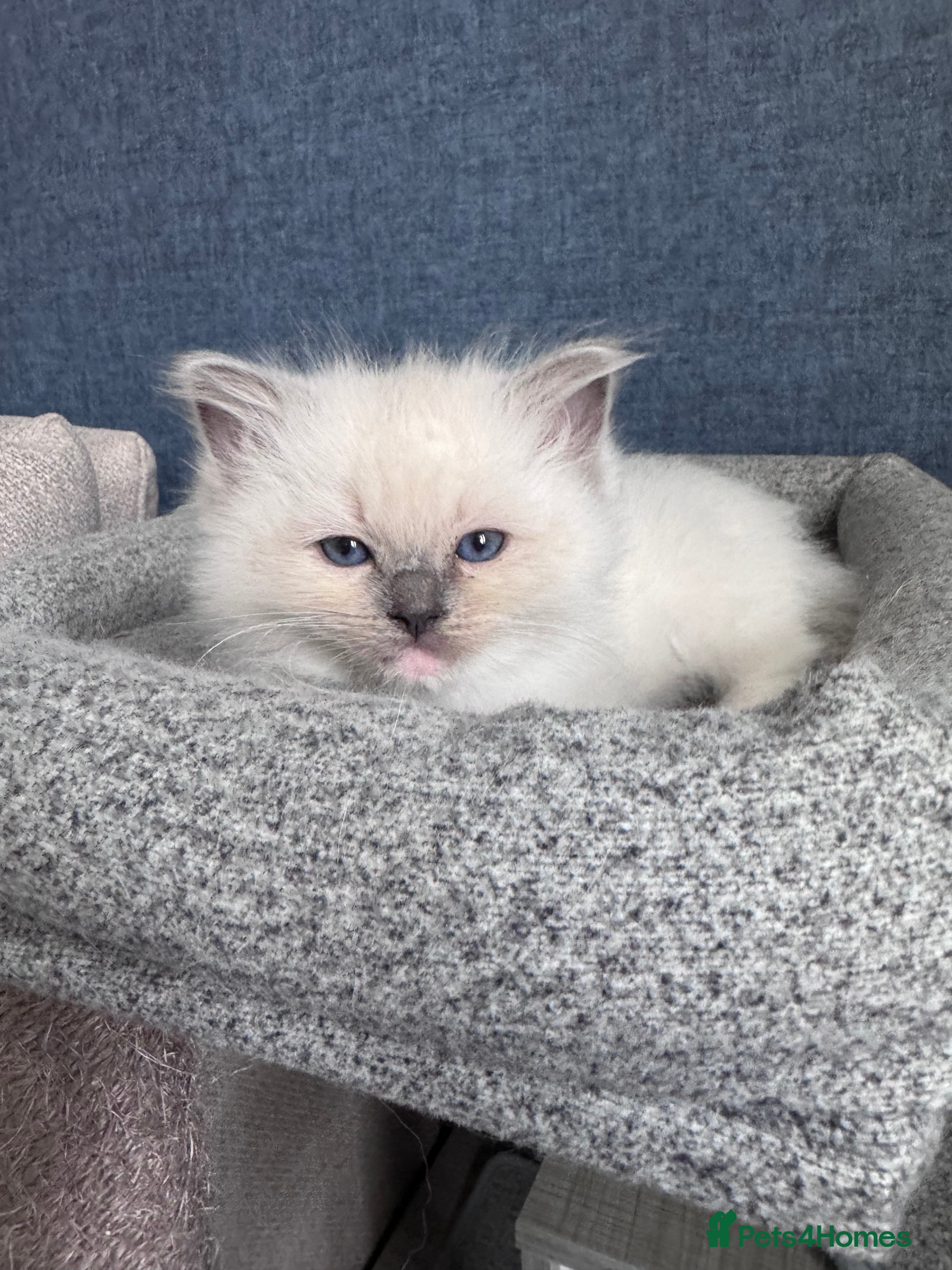 Ragdoll cats Stunning GCCF Registered Ragdoll Kitten - Advert 2