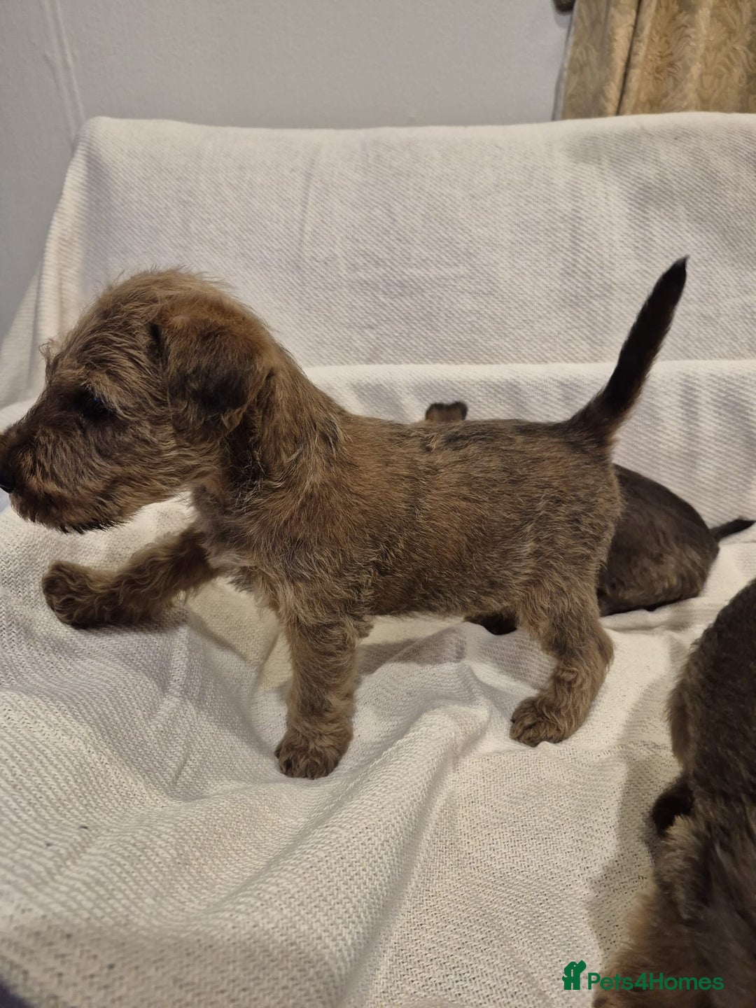 Irish Terrier dogs for sale: Home raised Irish terrier  - Image 5