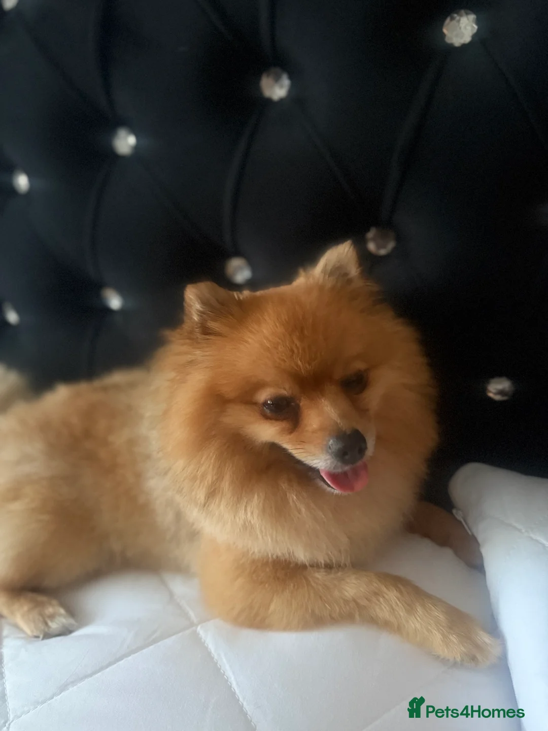 Pomeranian dogs for sale: Pomeranian - Advert 2