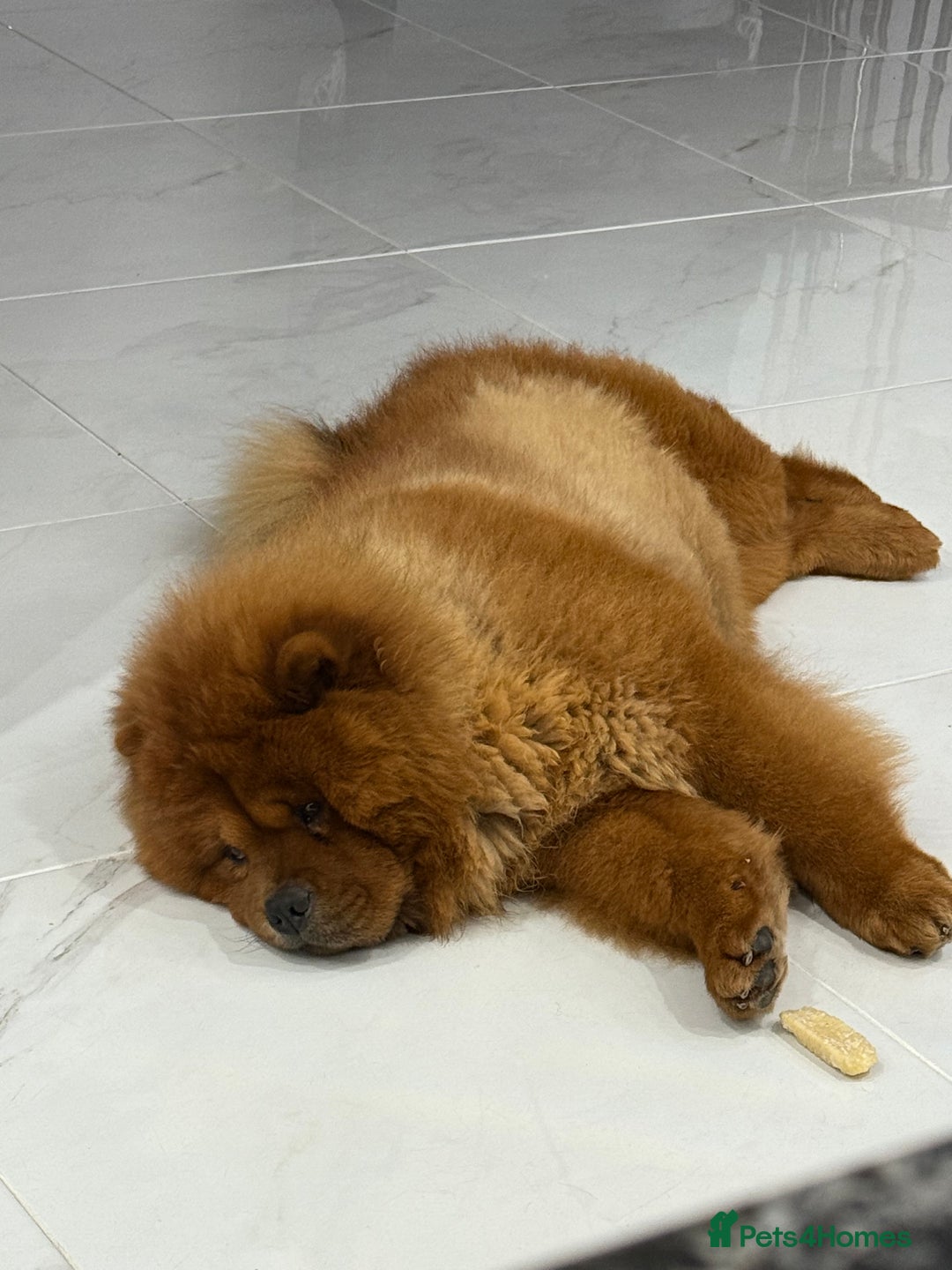 Chow Chow dogs for stud: ROLEX… Son of Crufts Imperial Champion  - Advert 4
