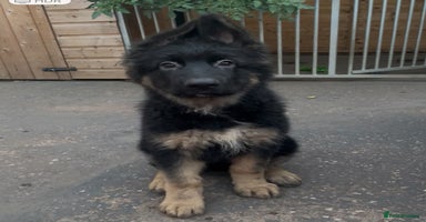 German Shepherd dogs - Advert 6