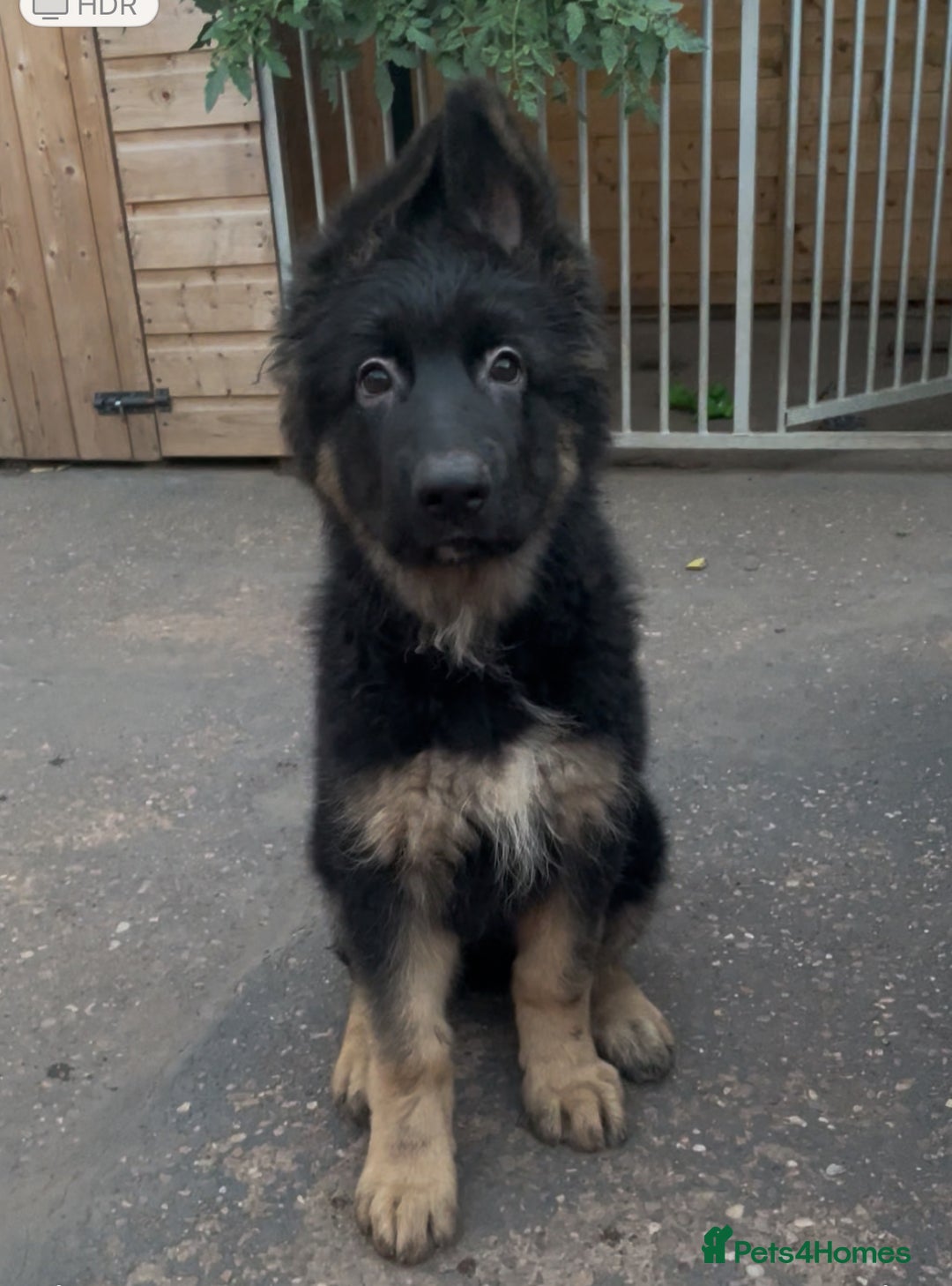 German Shepherd dogs for sale: German Shepherd puppies 💜🩵❤️ - Image 3