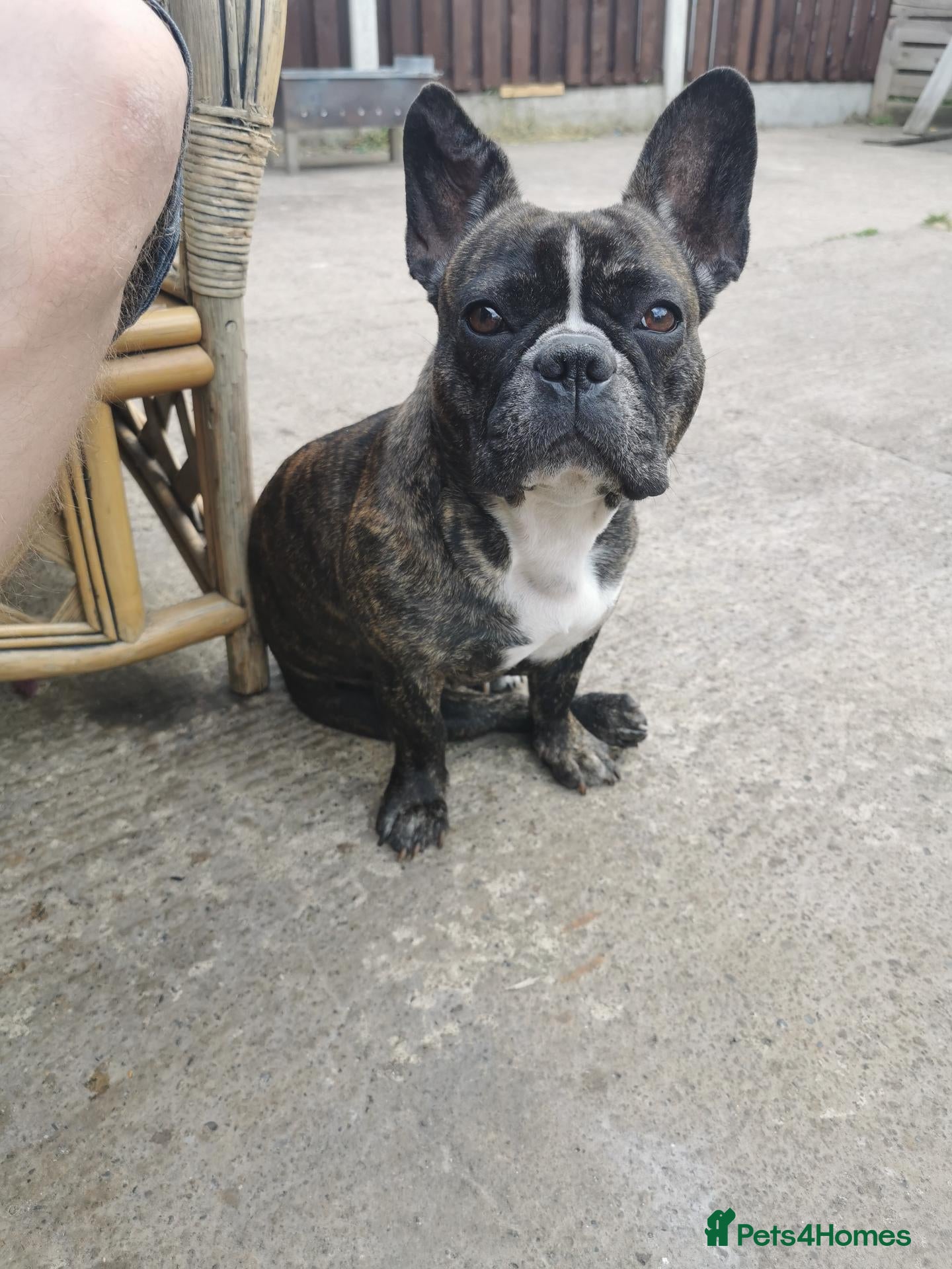 French Bulldog dogs for sale: Ms  **  KRASTA  - Advert 5
