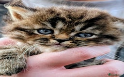 Mixed Breed cats for sale: Two Stunning Tabby Boys, Persian Chinchilla cross - Image 2