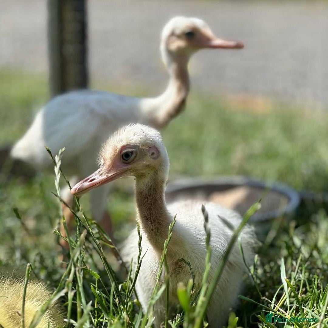 Emus poultry for sale: Rhea chick £100  - Image 1