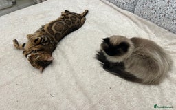 Bengal cats for sale: MUST GO TOGETHER  - Advert 2