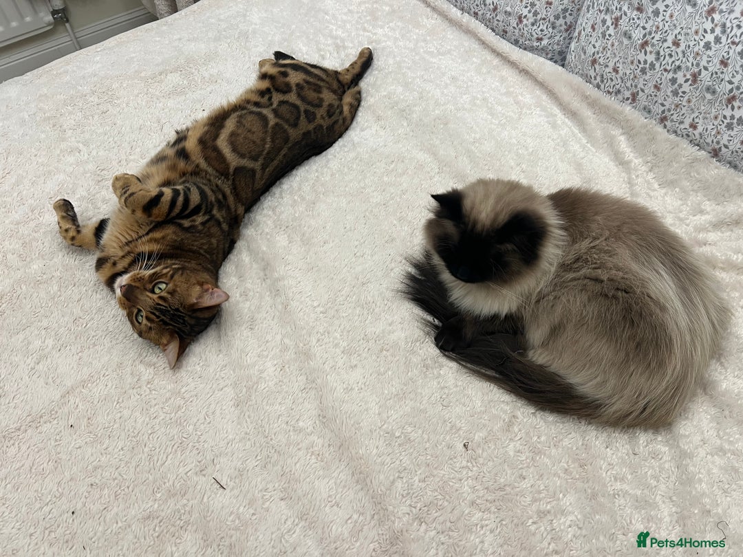 Bengal cats for sale: MUST GO TOGETHER  - Advert 2