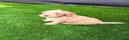 Cockapoo dogs for sale: Cockerpoo - Advert 10