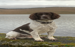 English Springer Spaniel dogs for sale: English Springer Spaniel Pups  - Image 24