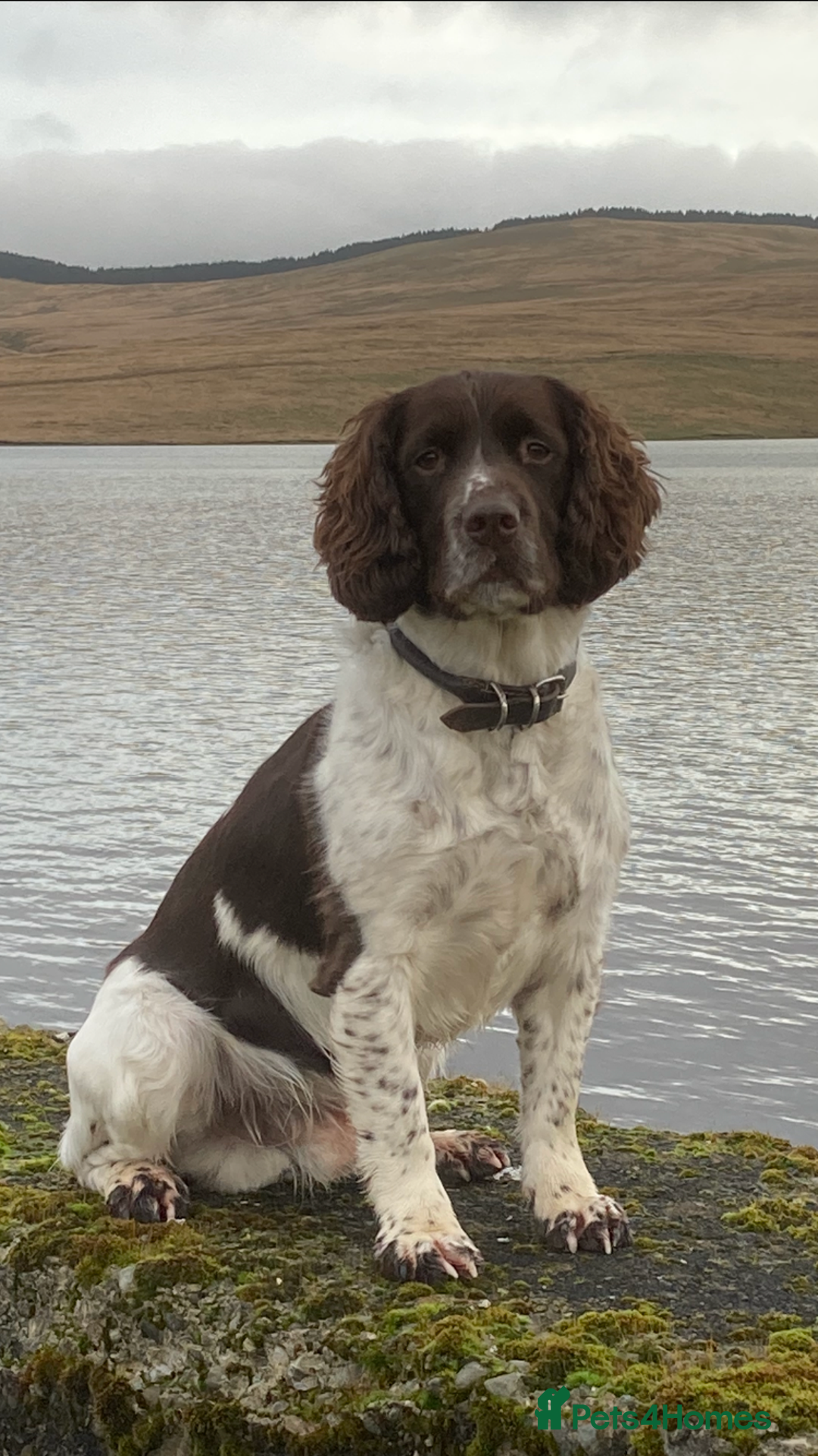 English Springer Spaniel dogs for sale: English Springer Spaniel Pups  - Image 24