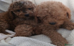 Cockapoo dogs for sale: Cockapoo Puppies PRA UNAFFECTED  - Advert 1