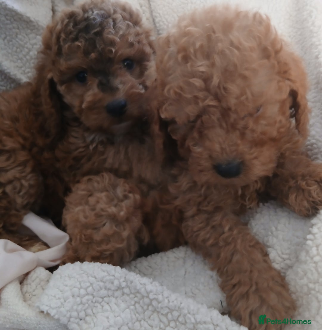 Cockapoo dogs for sale: Cockapoo Puppies PRA UNAFFECTED  - Advert 1
