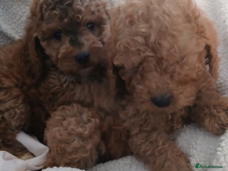 Cockapoo dogs Cockapoo Puppies PRA UNAFFECTED - Advert 1