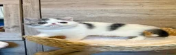 Exotic cats for sale: Outstanding Exotic Shorthair Kittens - Advert 9