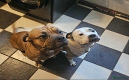 Mixed Breed dogs for sale: American bulldog x Staffordshire terrier puppies  - Image 9