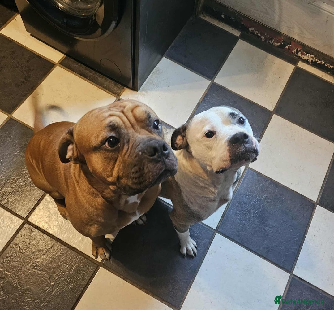 Mixed Breed dogs for sale: American bulldog x Staffordshire terrier puppies  - Image 9